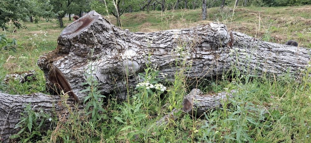 Bustean de nuc si cires pentru blaturi