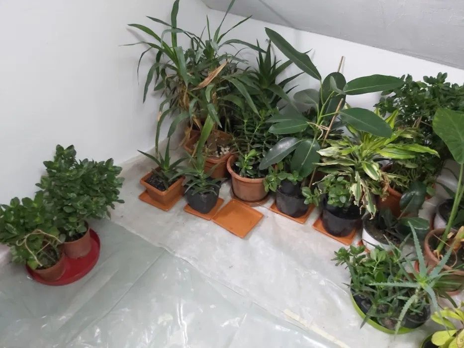 Flori , Monstera , Aloe Vera , Dracena , Leandru , Kalanchoe , Palmier