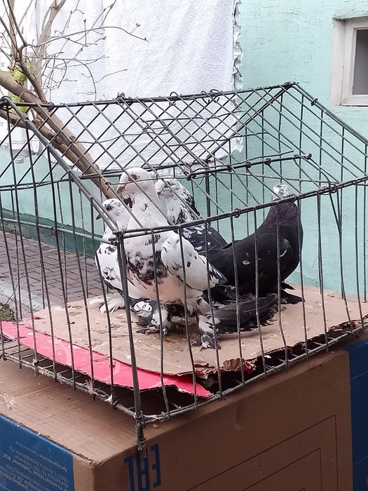 Голуби Сочи тараз