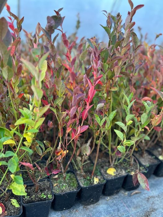 Американска боровинка в саксия 30 50см