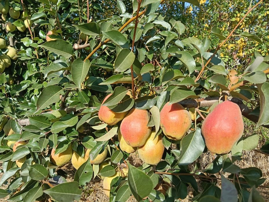 Pere aromate și zemoase