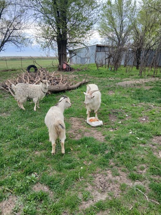 продам козел ешкы