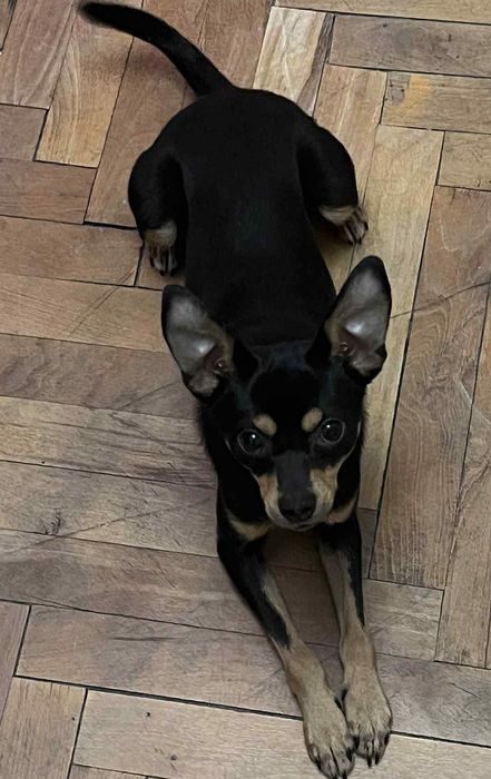 Домашен любимец Пинчер с Чихуа