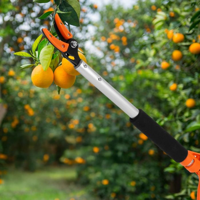 Ножица за клони и бране на плодове 100 см-прецизно рязане без стълба