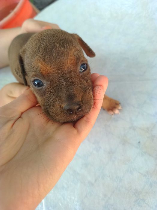 Продаются щенки питбуля цена 300 у.е