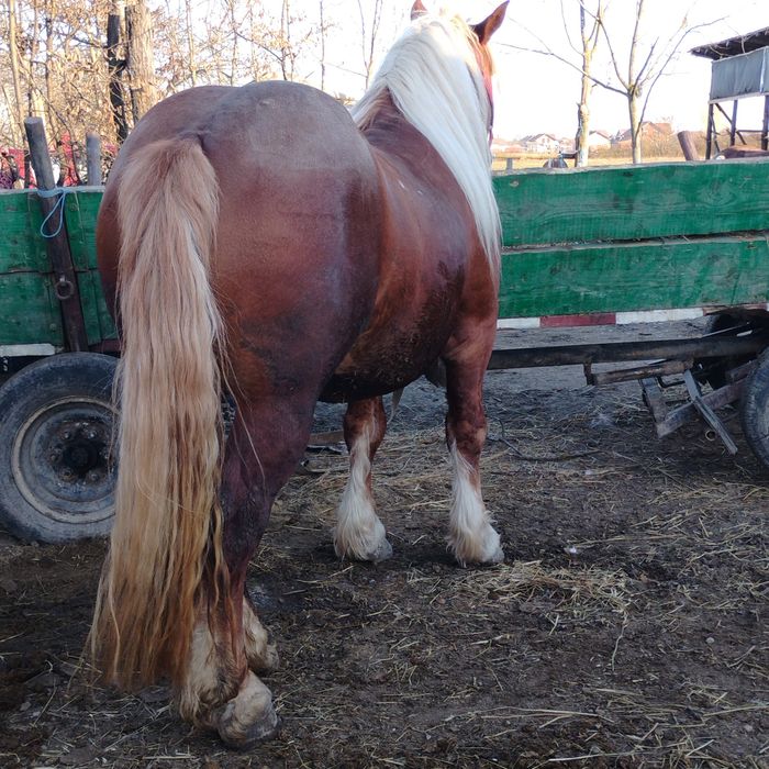 De vânzare  armăsar