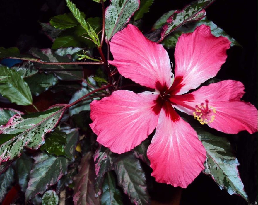 Комнатные цветы.