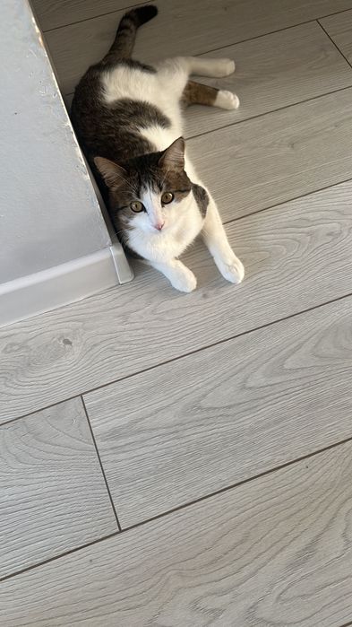 Домашнее животное