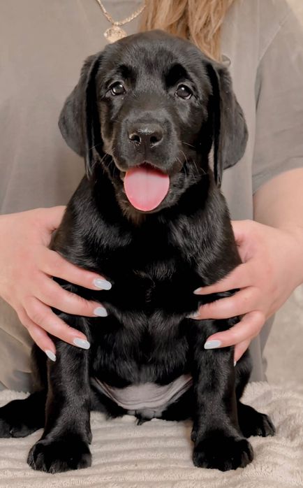 Предлагаются щенки лабрадора