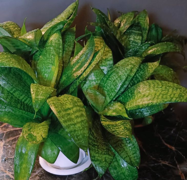 Сансевиерия - отличный подарок