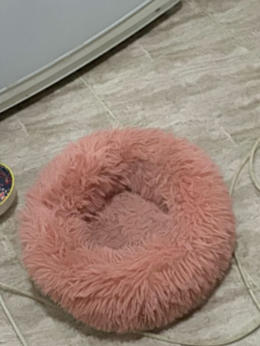 Британская кошка,маленькая