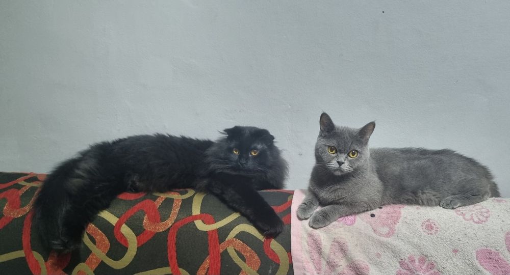 Отдаются породистые котята (скотиш страйт) в добрые руки.
О