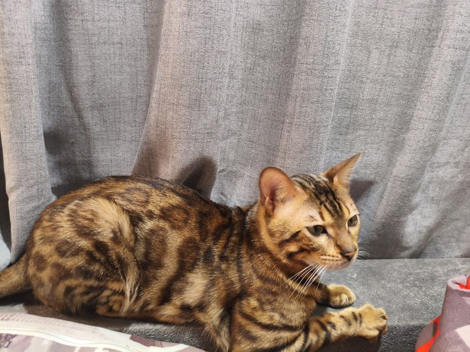 Вязка кот бенгальский