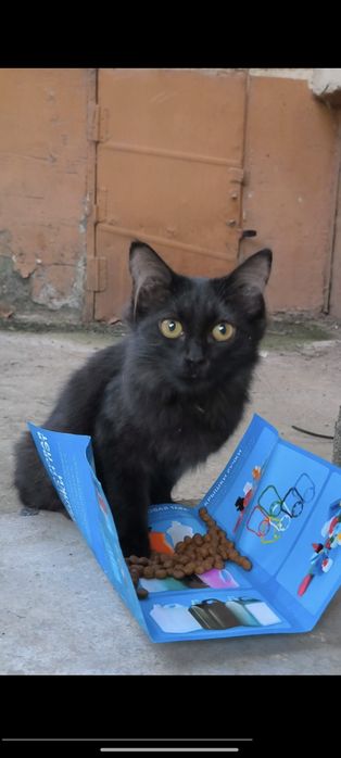 Котенок с улицы ищет семью