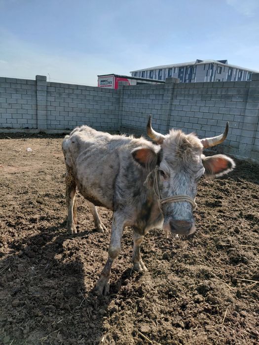 Сиыр тана бузау сатам