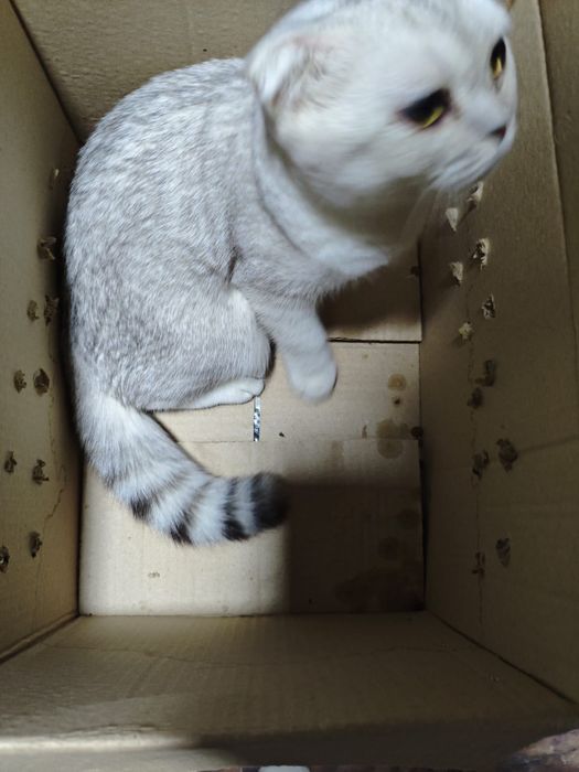Котенок серебро  британец фолд