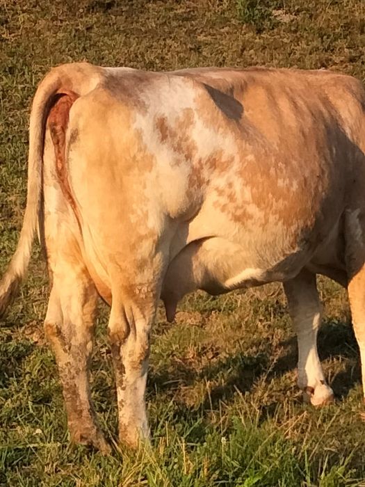 Vând vaca Bălțata românească