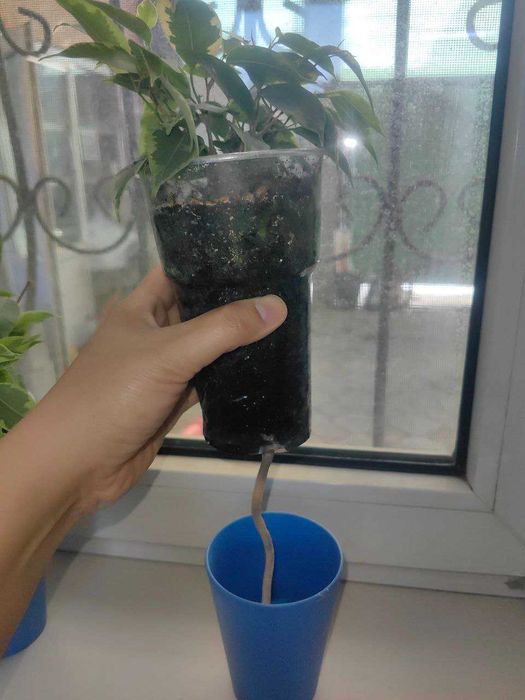 Продам Фикус Бенджамина