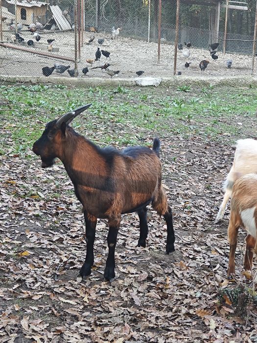 Кози млади бременни