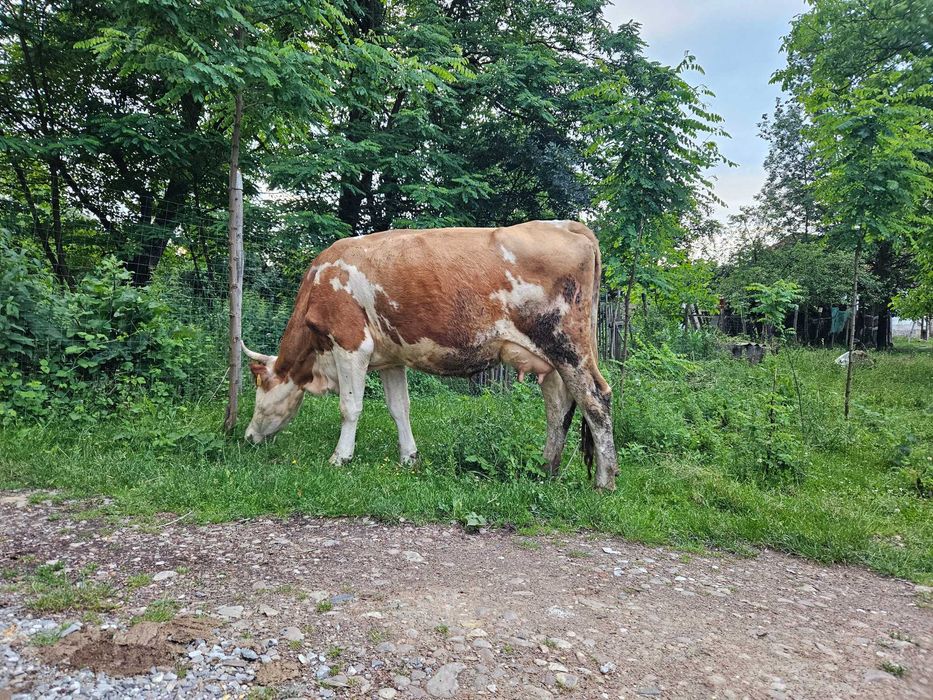 Vând vaca foarte bună cu lapte