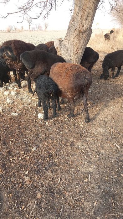 Она бола куйлар сотилади