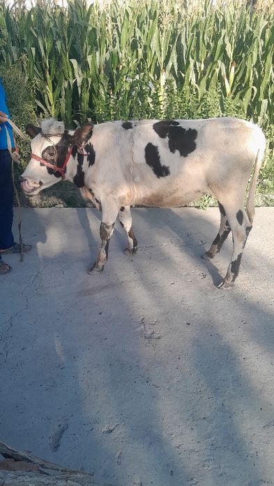 Rasiyiski gunojin sotladi