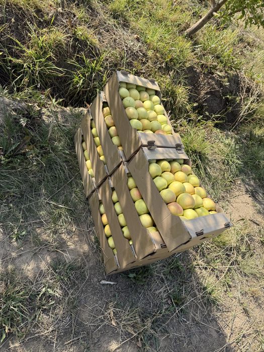 Продается сад яблоневый срочно в тургене