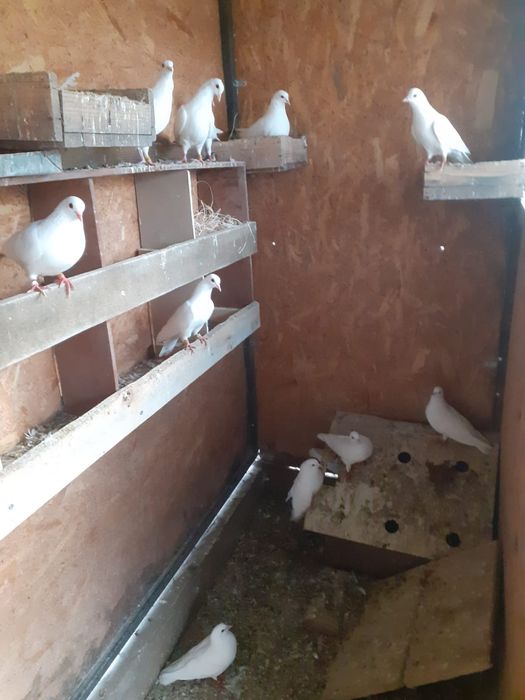 Vând porumbei toboșari arabi