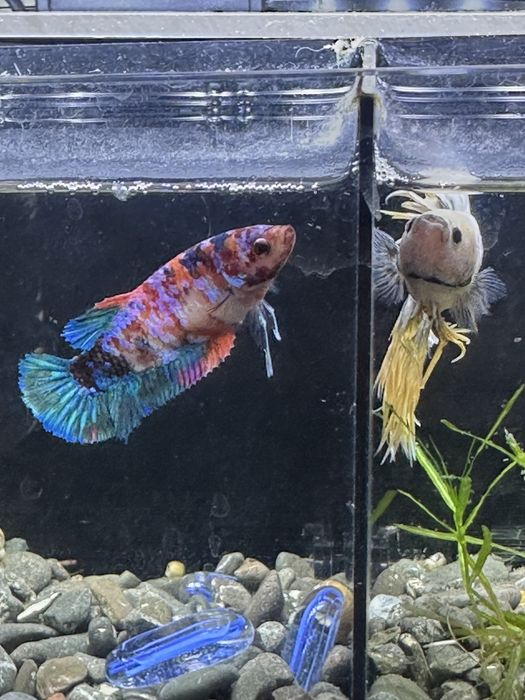 Продам рыбок петушков