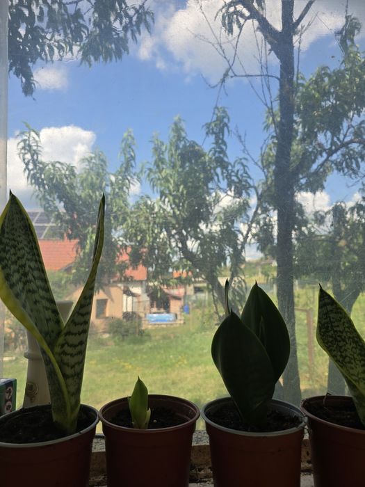 Planta limba soacrei