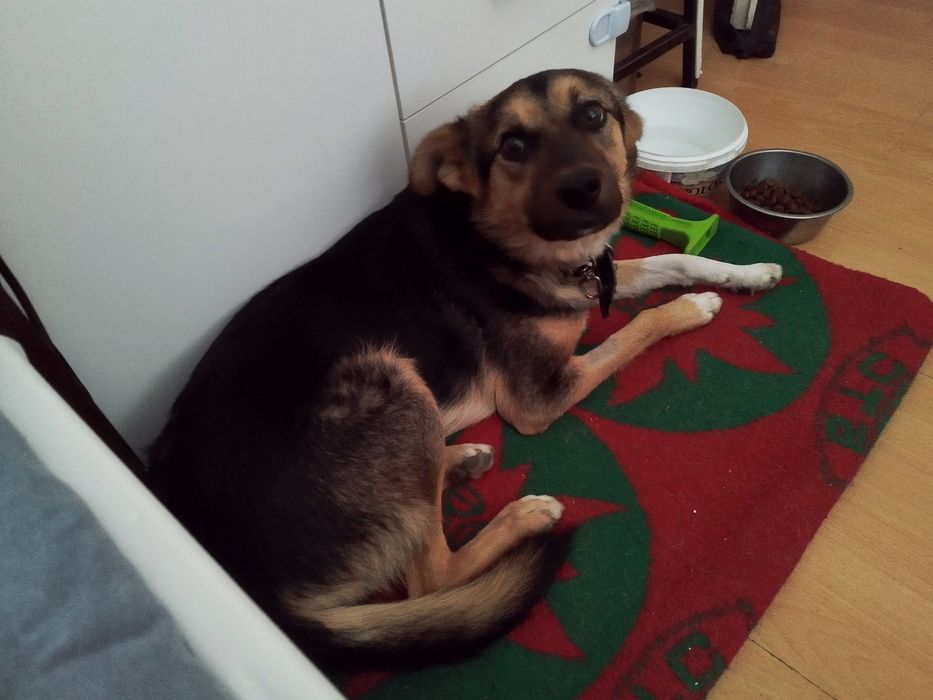 Мечо  търси дом! Гр. Пловдив, Чирпан