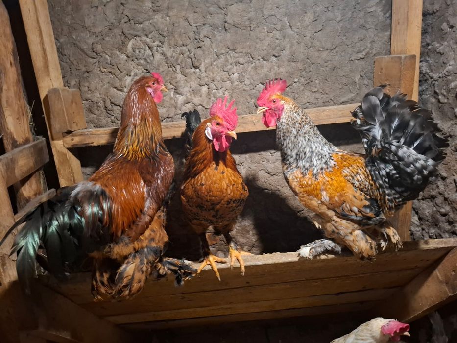 Продам петухов молодых