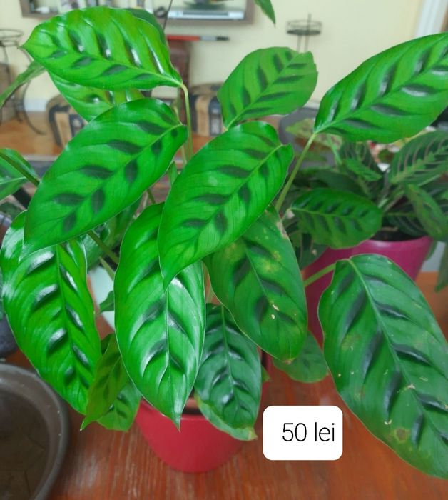 Flori & plante tropicale Calathea , Maranta si Ctenanthe.