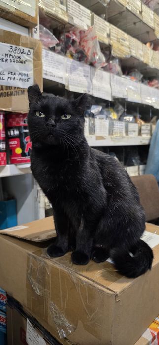 Отдам кошечку в добрые руки