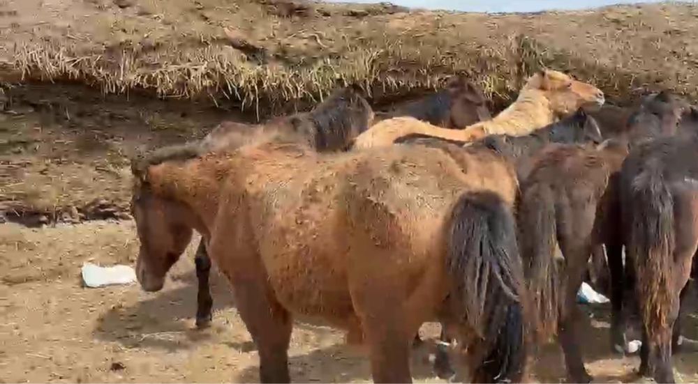 29 бас тай сатылады