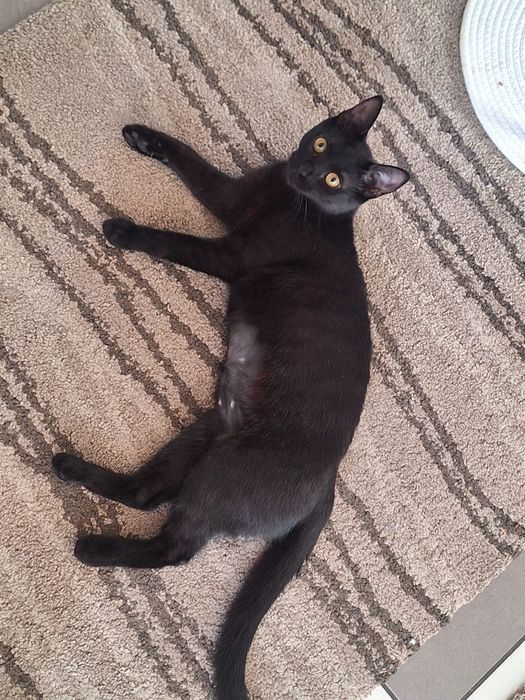 Dau spre adoptie pisicuta neagra