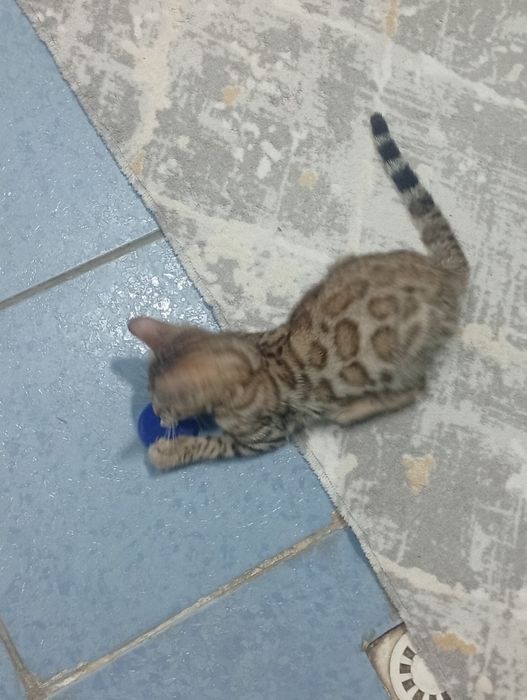 Бенгальская чистокровная кошка