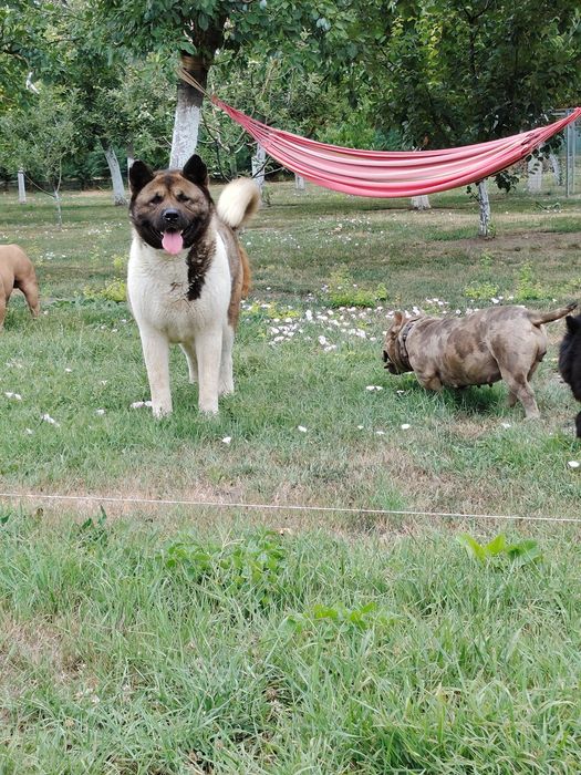 Akita american cu pedigree