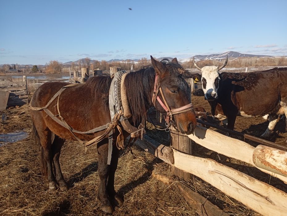 Продам кобылу и жеребца