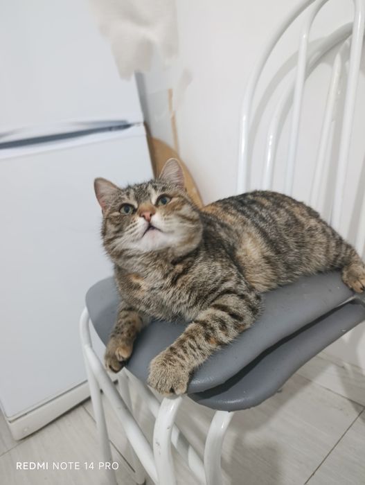 Кошка в добрые руки