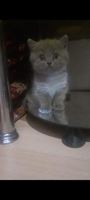 Шатланские котята. ГОРОД АСТАНА