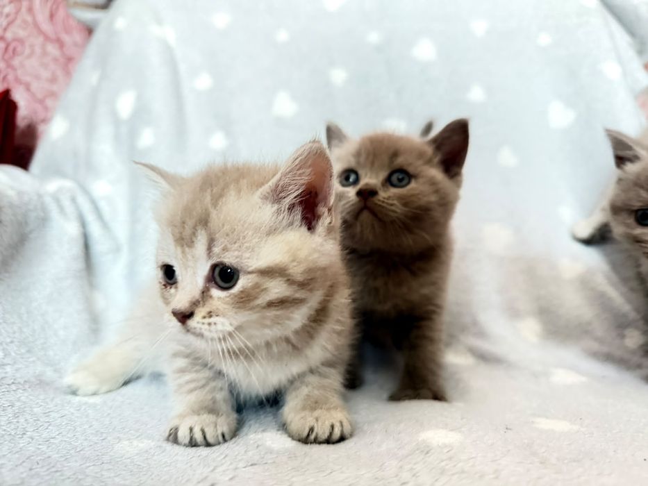Котята  Кошки  Британские