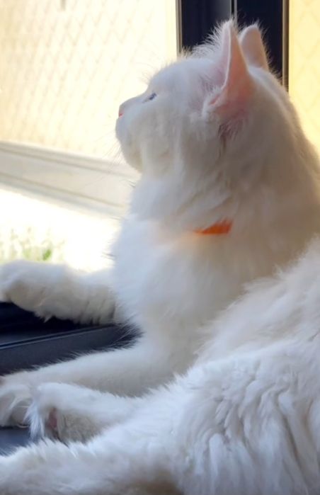 Сибирская Siberian продаётся