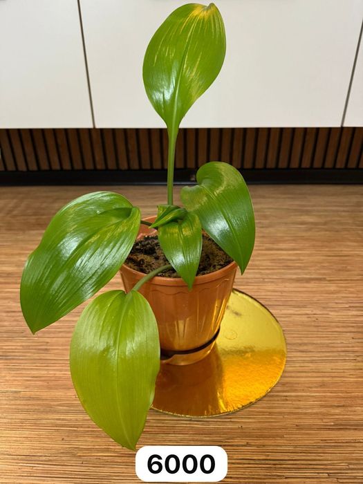 Продам комнатные цветы