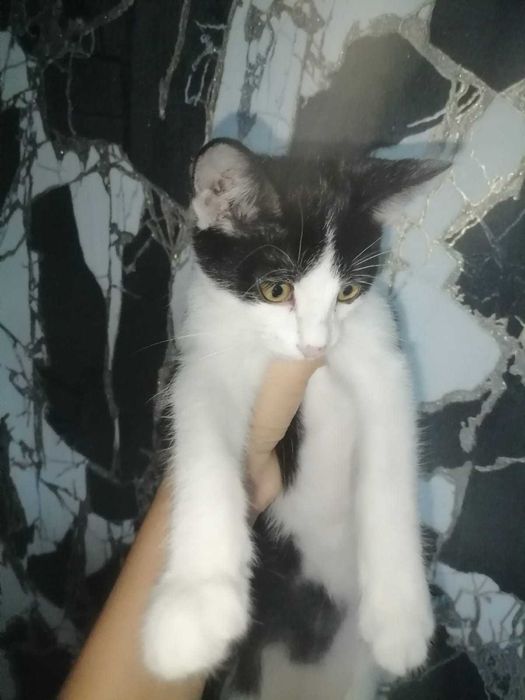 3 Котёнка. Им примерно 3 месяца