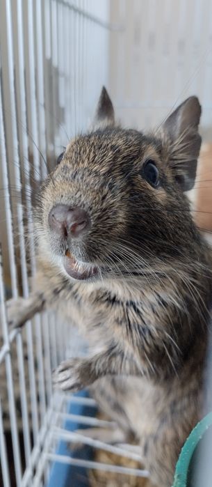 Белки Дегу с клеткой