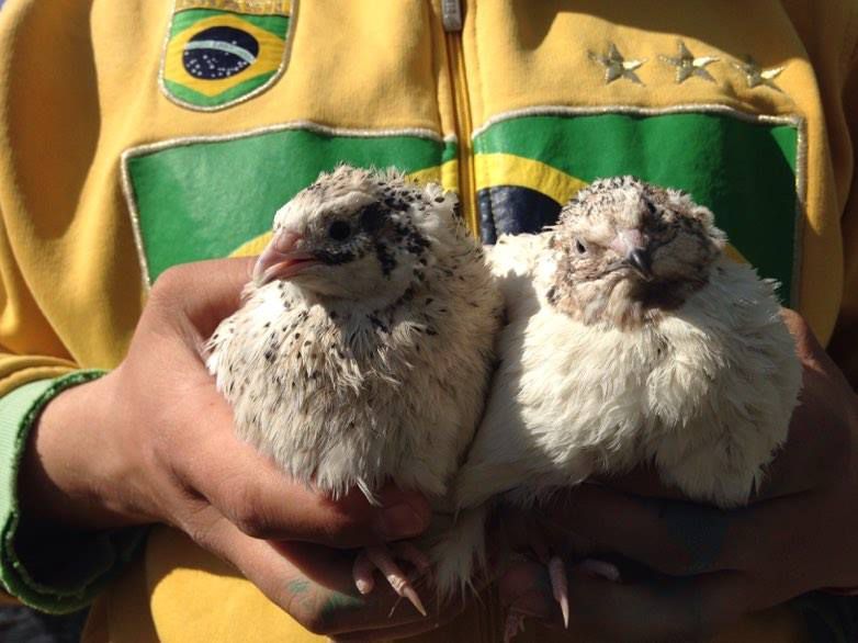 Prepelite pentru carne-Jumbo White (Coturnix Coturnix)