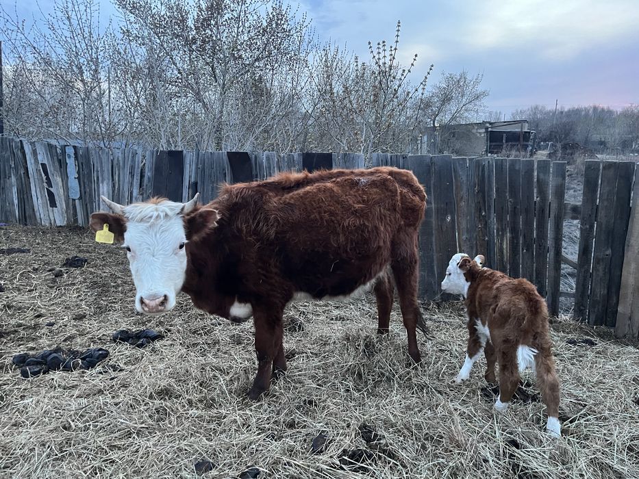 Қара мал сатылады, 3 бас сиыр, 2 бас бұзау