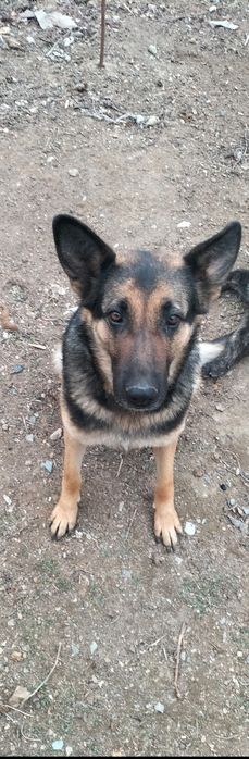 Авчарка маълумоти.