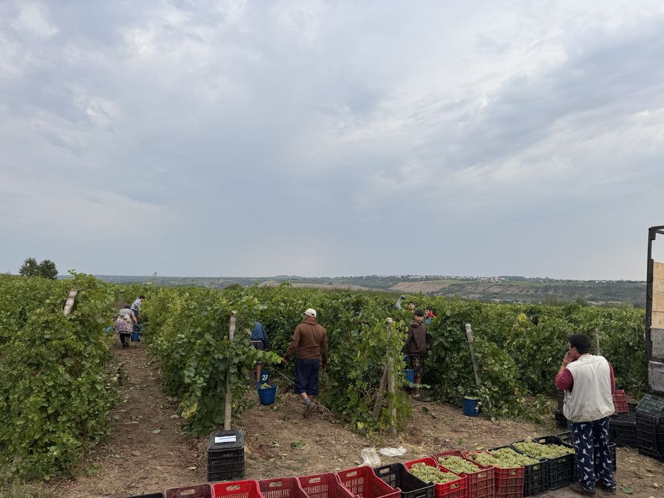 Vand struguri de vin 2026